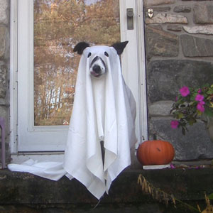 Border Collie Dog Daisy in Ghost Costume Photo Shoot