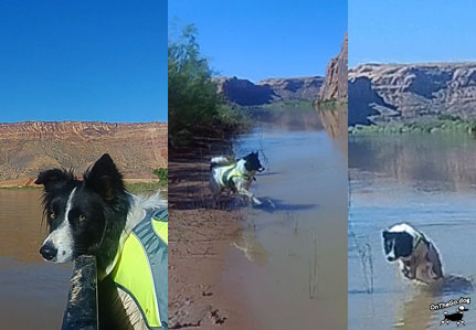 Canoe with Dog Moab Colorado River