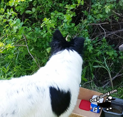 Dog Chores Dog Found Her Lost chicks