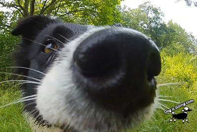 Dog Dry Shampoo DIY nose