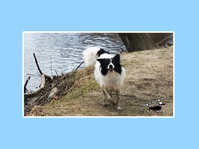 Dog Friendlly Blackstone River & Canal Trails
