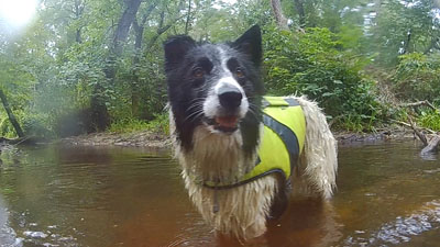 Dog Travel Adventures kayaking