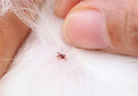 Tick Disease Prevention