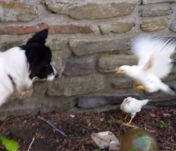Daisy Dog Meets Chicks