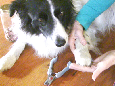 How I Trim / Cut Border Collie Claws / Nails at Home